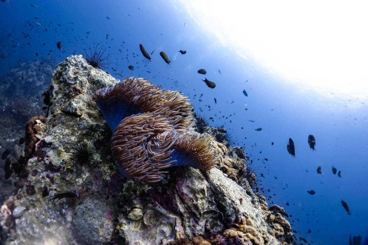 Hydronauts Diving Resort - เกาะเต่า ภายนอก รูปภาพ
