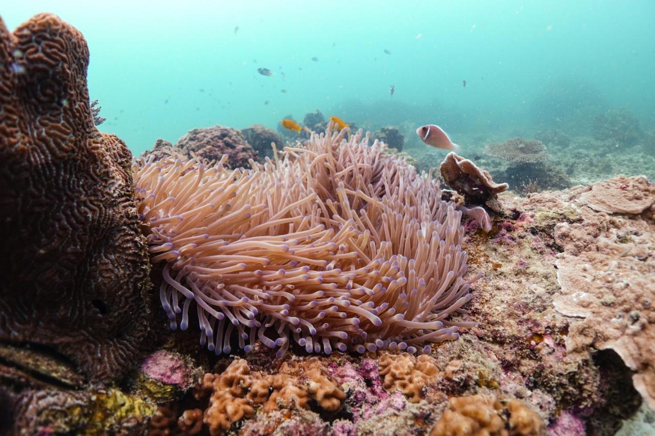 Hydronauts Diving Resort - เกาะเต่า ภายนอก รูปภาพ